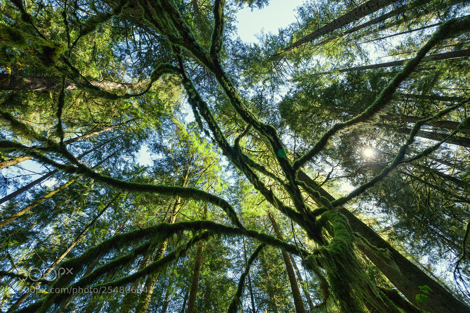 Canon EOS 5D Mark II sample photo. Reaching forest photography