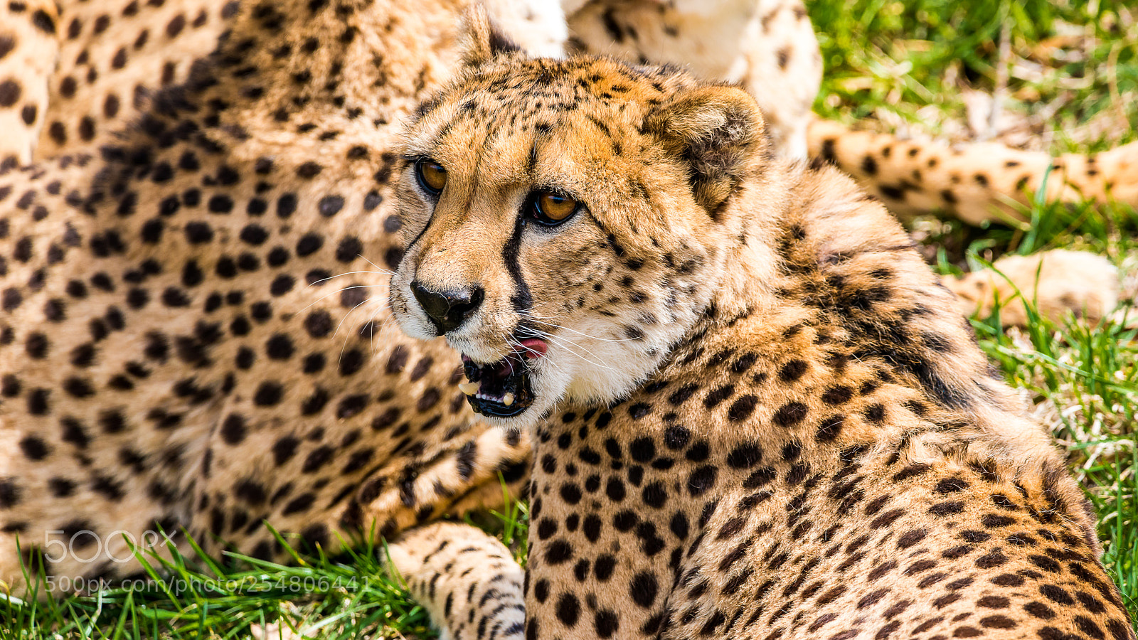 Nikon D800 sample photo. Tough photography