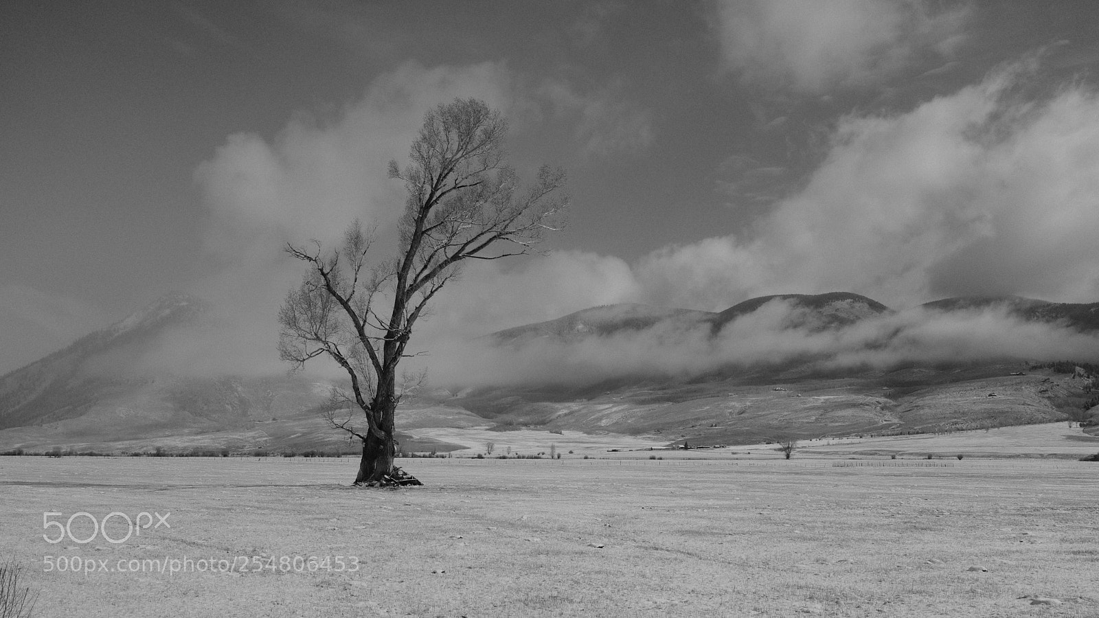 Fujifilm X100F sample photo. Lone tree in snowstorm photography