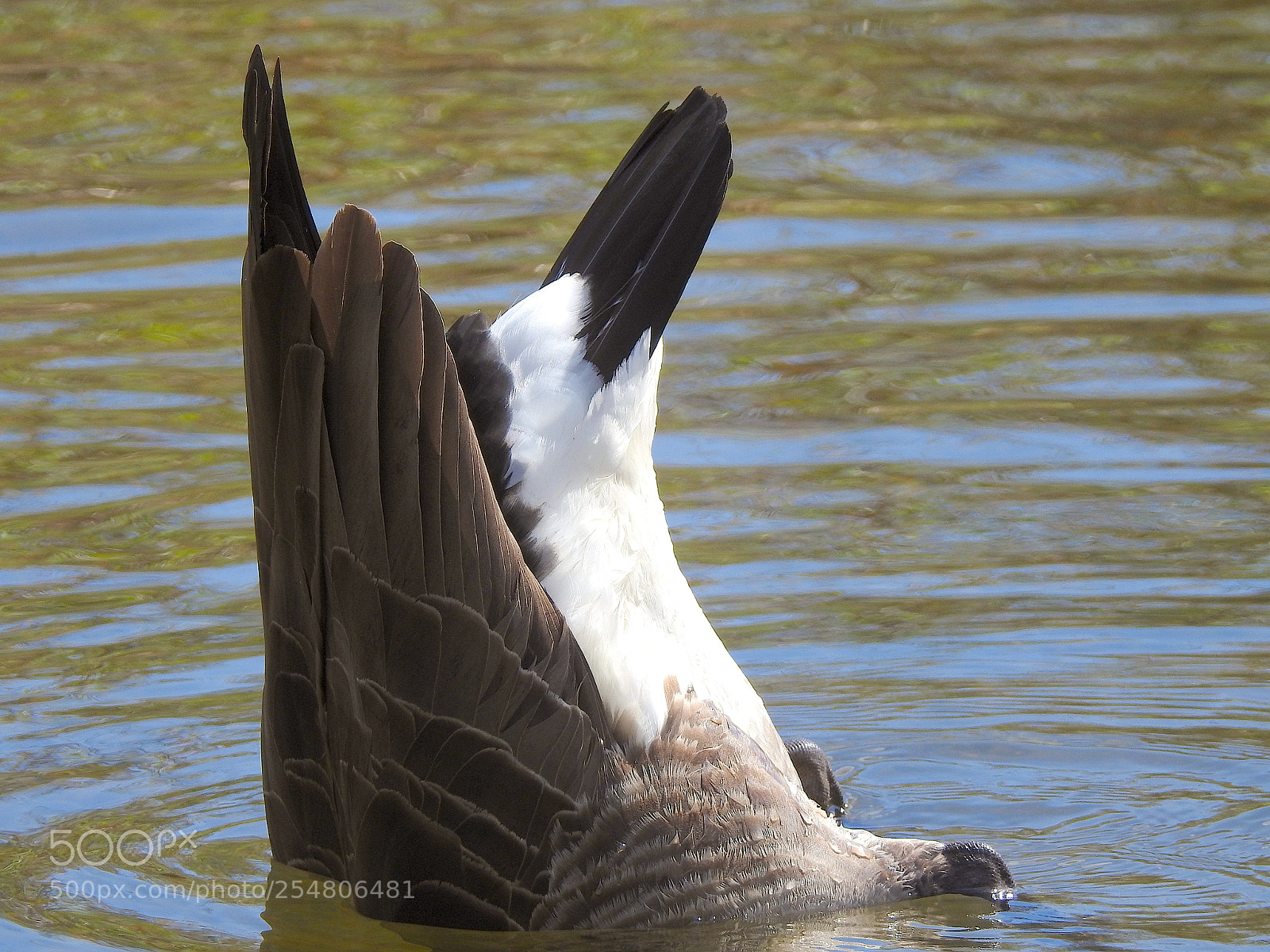Nikon Coolpix P900 sample photo. Canada goose photography