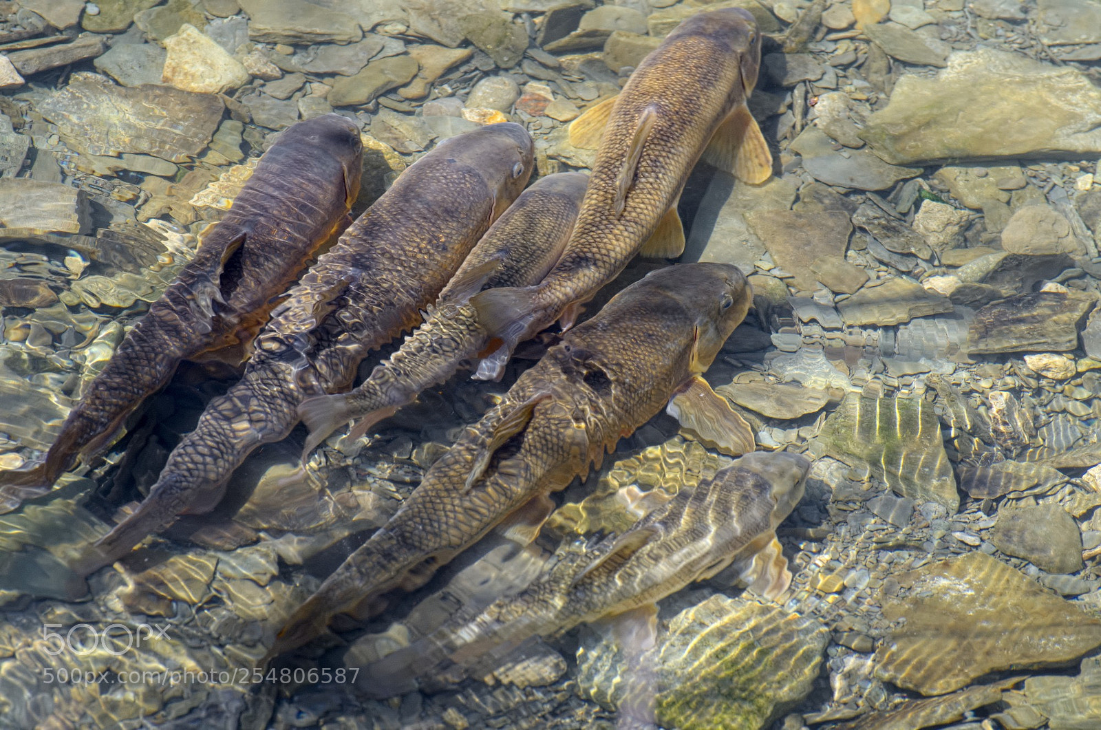 Nikon D7000 sample photo. Fish in a stream photography