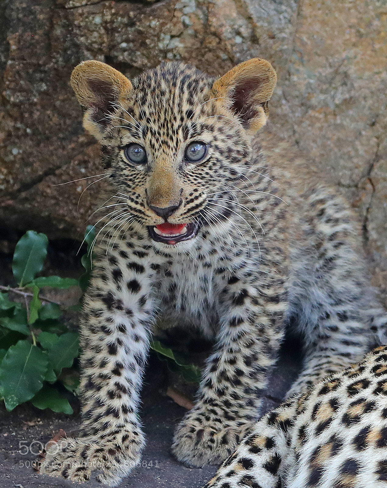 Canon EOS-1D X Mark II sample photo. Cuteness! photography