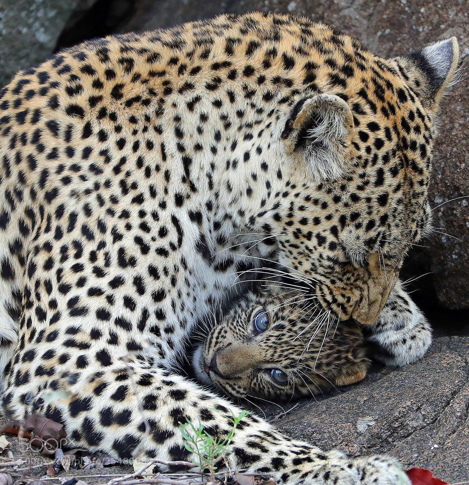 Canon EOS-1D X Mark II sample photo. Mother and child photography