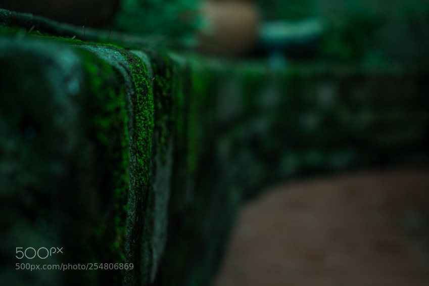 Nikon D3400 sample photo. Green mood photography