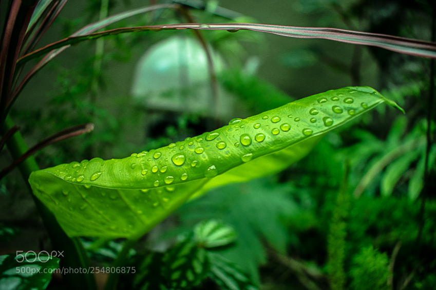 Nikon D3400 sample photo. Green mood photography