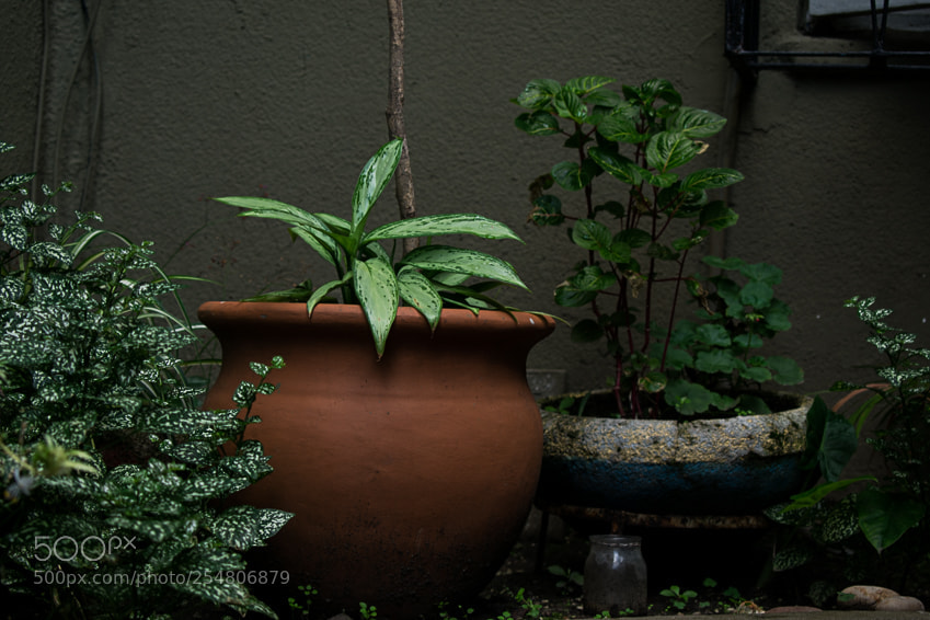 Nikon D3400 sample photo. Green mood photography