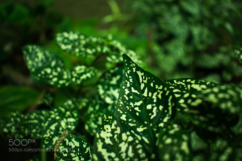 Nikon D3400 sample photo. Green mood photography