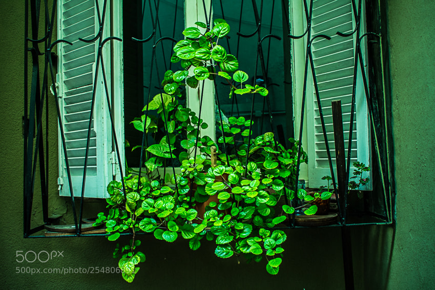Nikon D3400 sample photo. Green mood photography