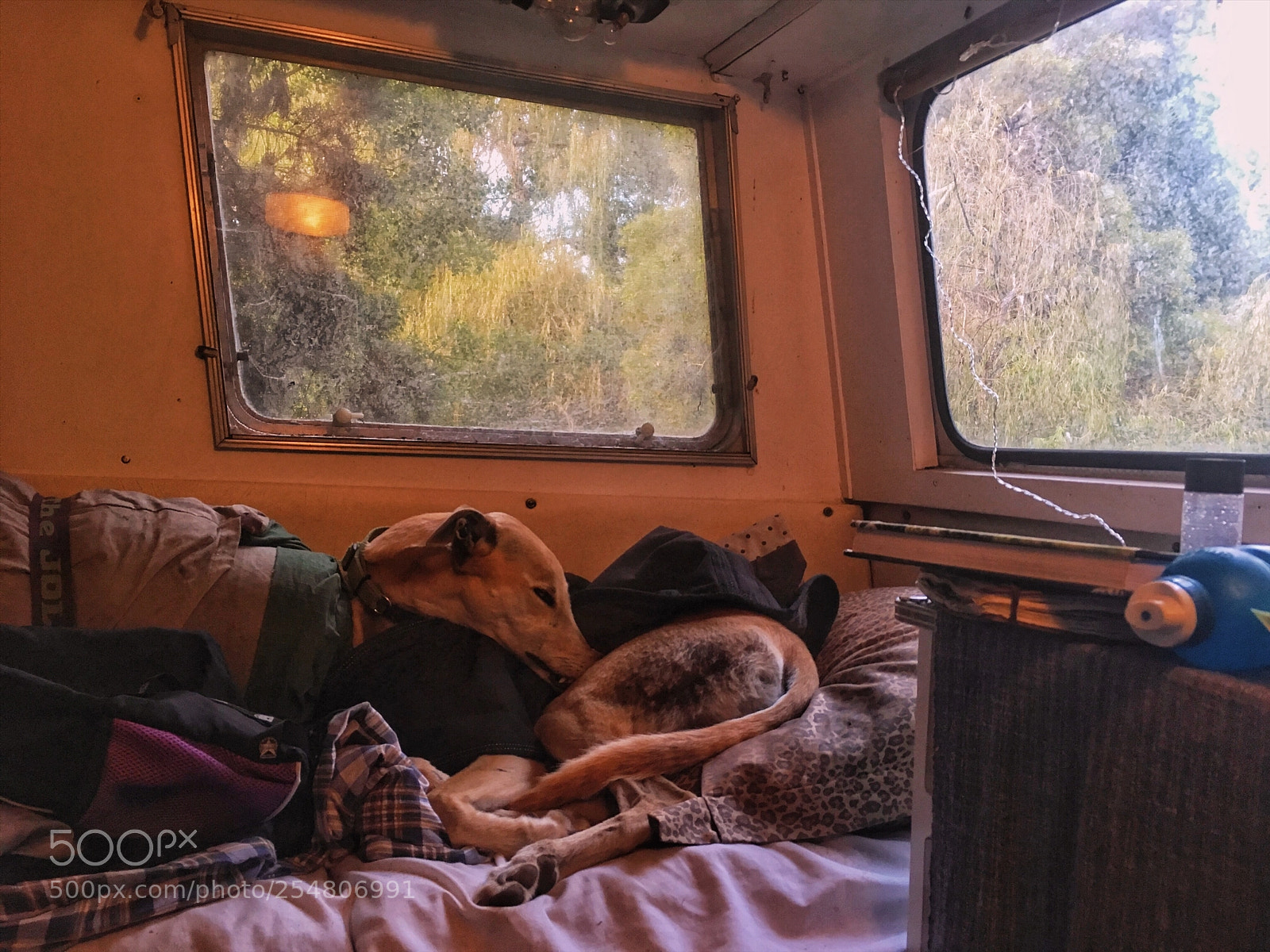 Apple iPhone SE sample photo. Greyhound sleeping in a photography