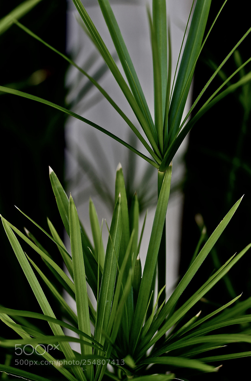 Canon EOS 700D (EOS Rebel T5i / EOS Kiss X7i) sample photo. Papyrus photography