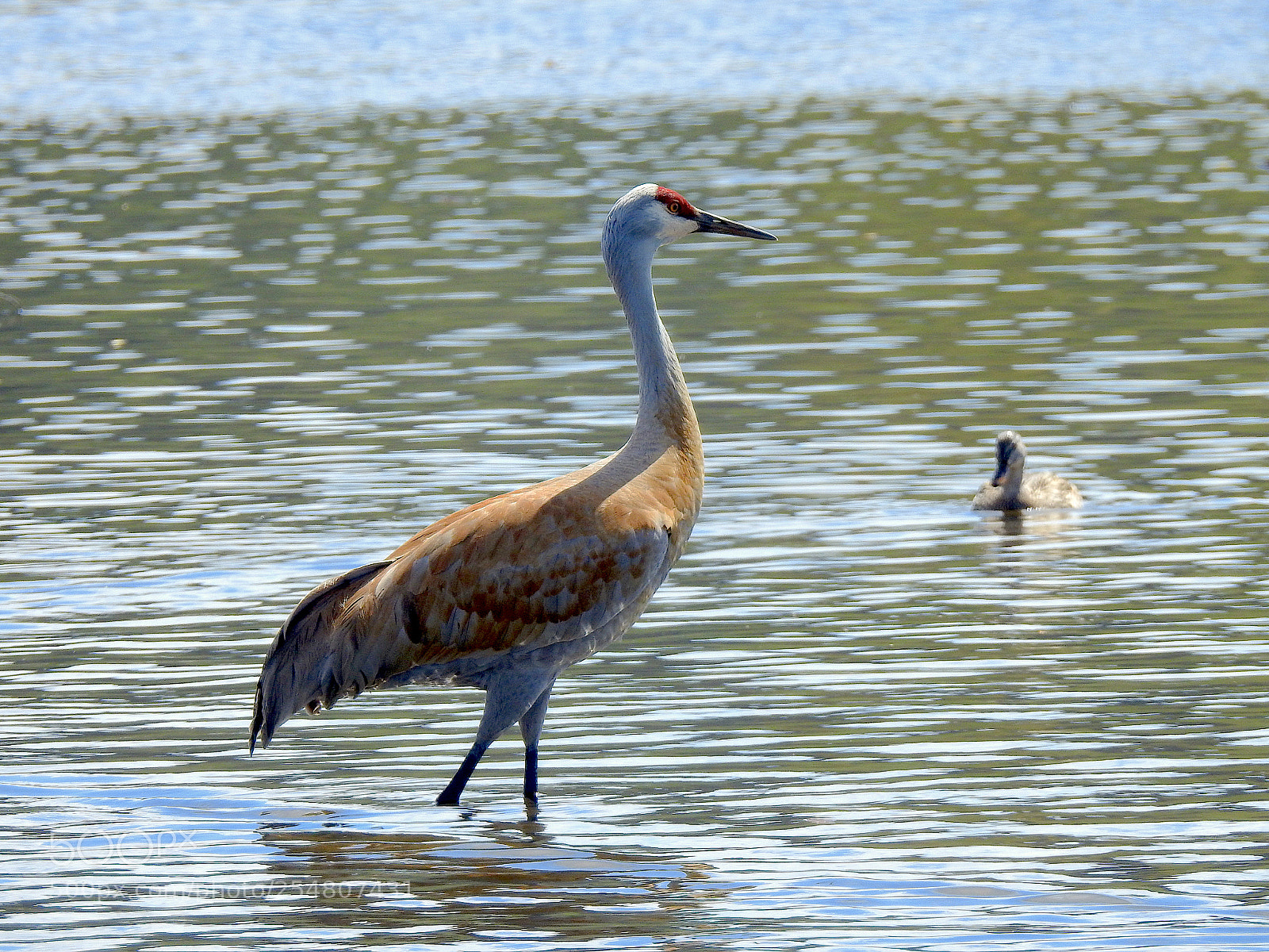 Nikon Coolpix P900 sample photo. Sandhill crane photography