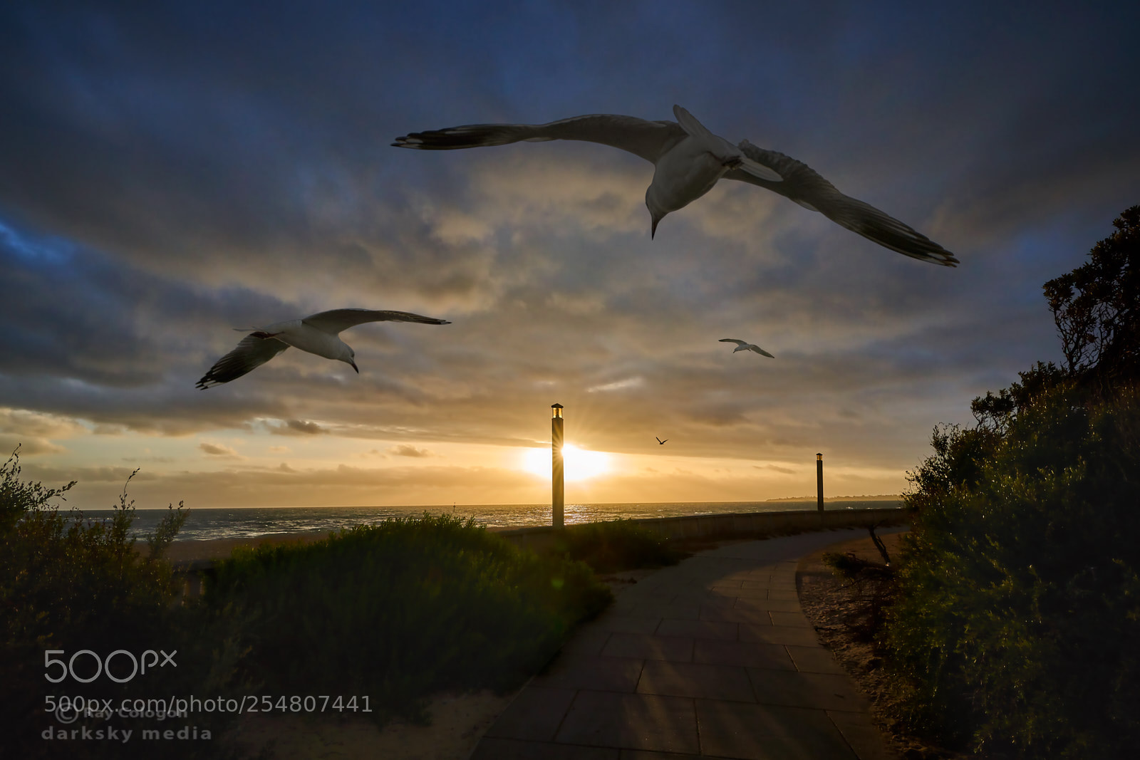 Sony a7R III sample photo. Ghost gull gliders photography