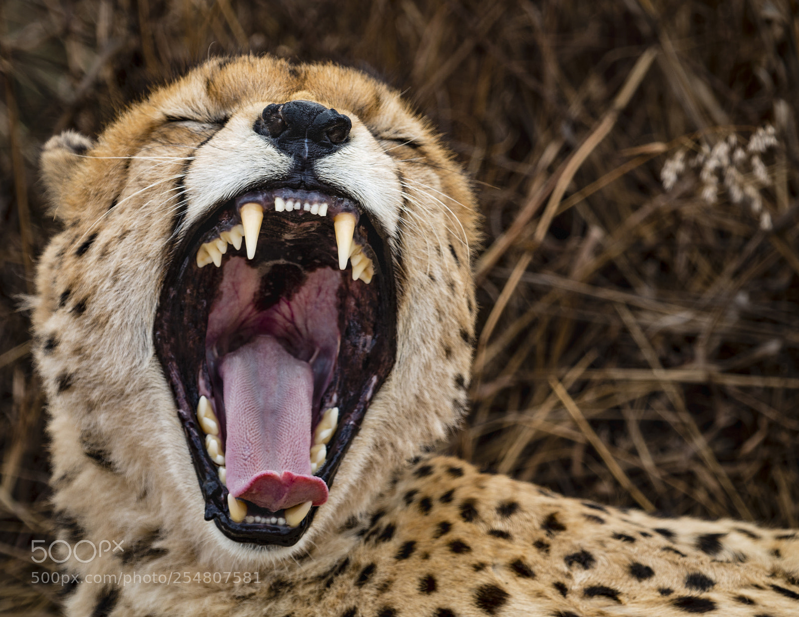 Canon EOS 70D sample photo. Cheetah yawning photography