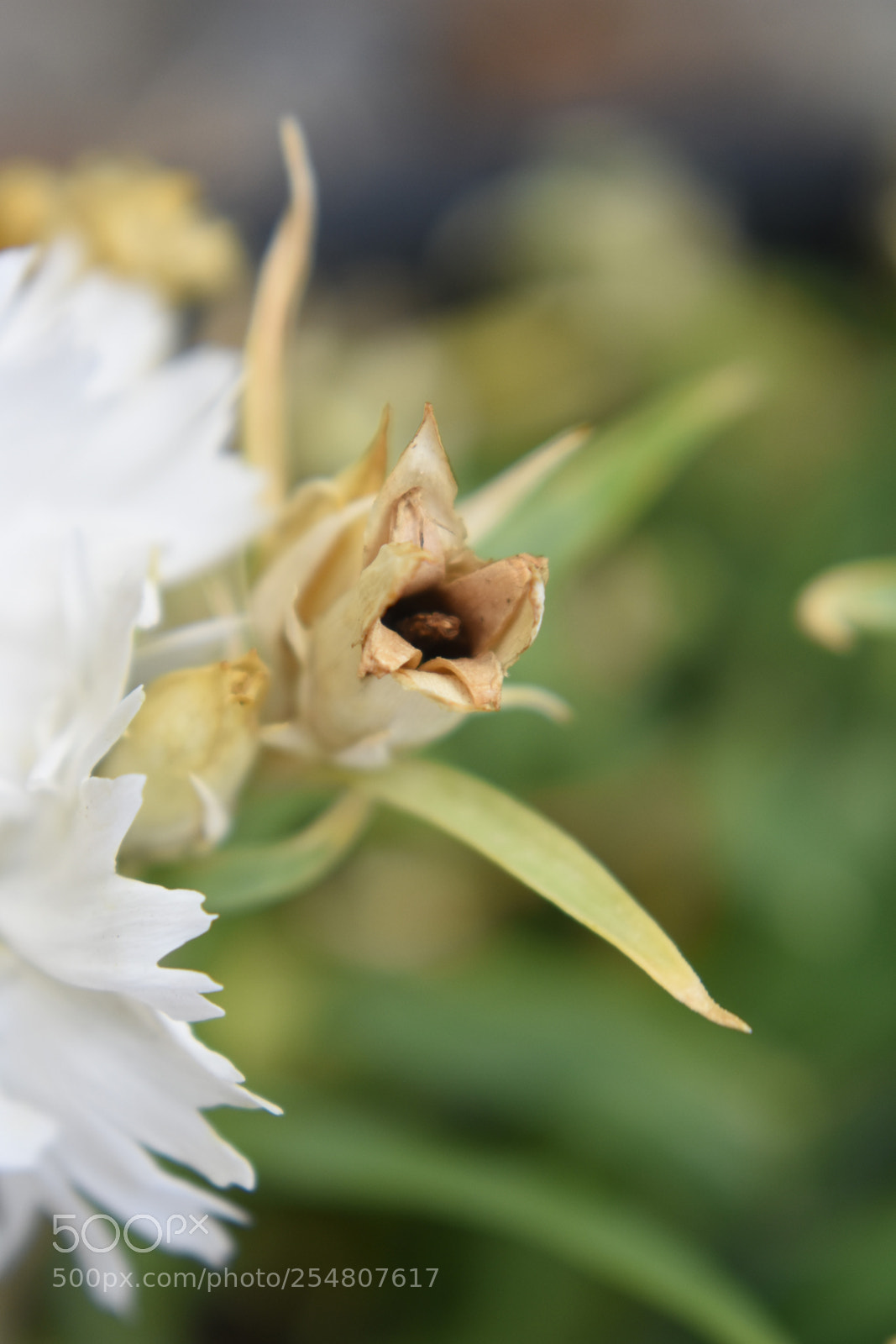 Nikon D3400 sample photo. Dsc photography