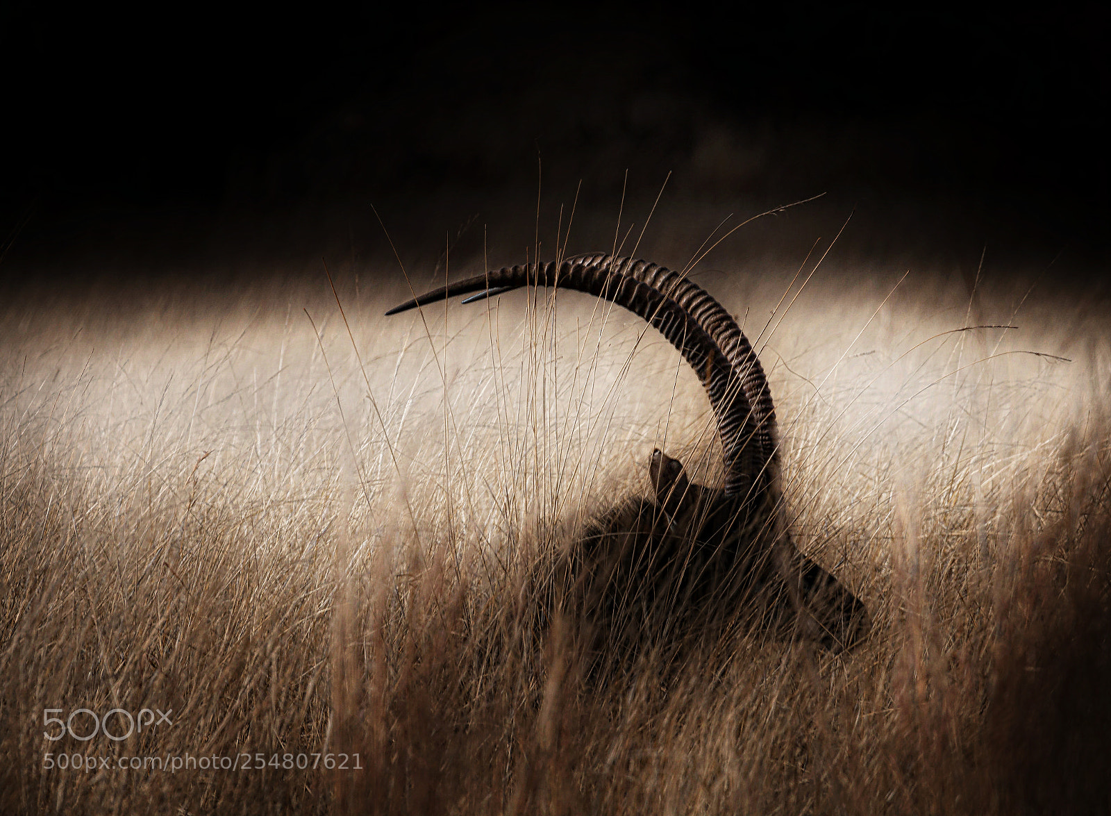 Canon EOS 70D sample photo. Sable antelope lying in photography