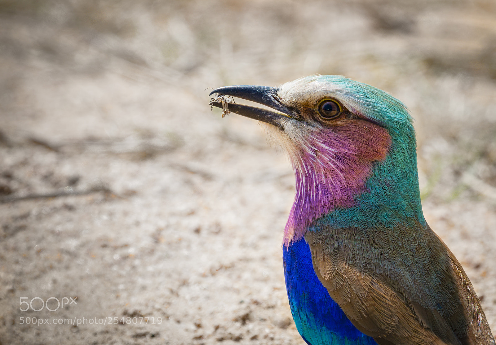 Canon EOS 70D sample photo. Lylac breasted roller photography