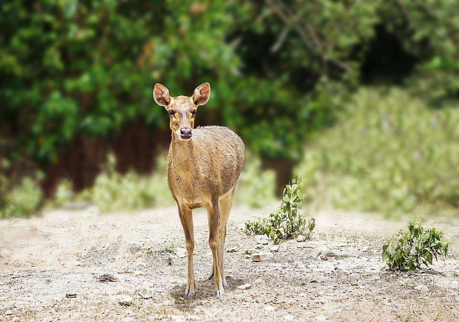 Sony a6000 sample photo. Oh deer photography