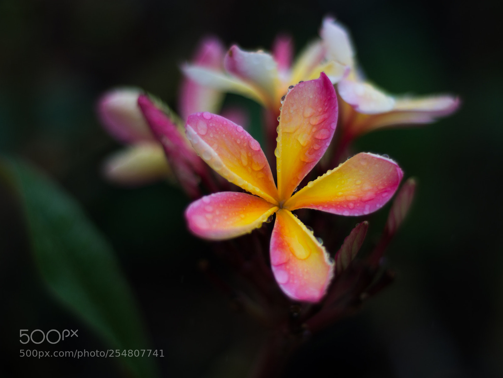 Nikon D7200 sample photo. Cooktown sunset frangipani photography