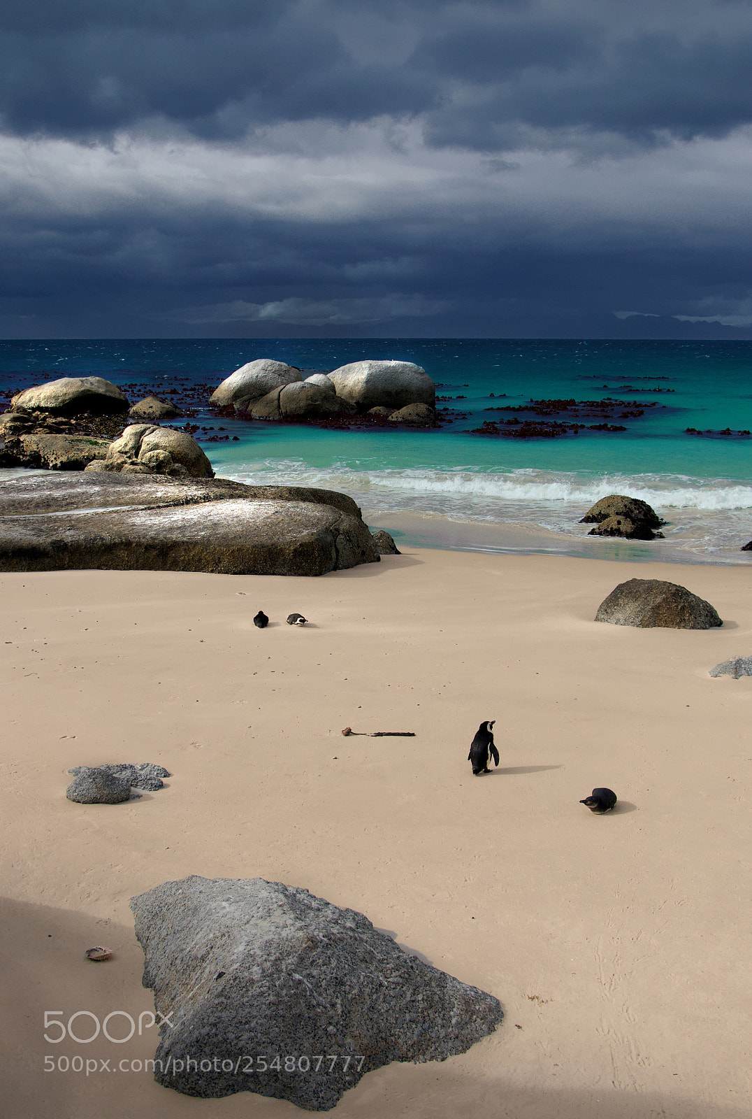 Canon EOS 70D sample photo. African penguin sanctuary photography