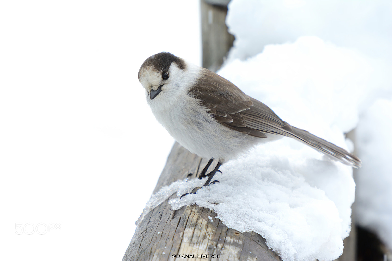Nikon D7100 sample photo. Flock photography