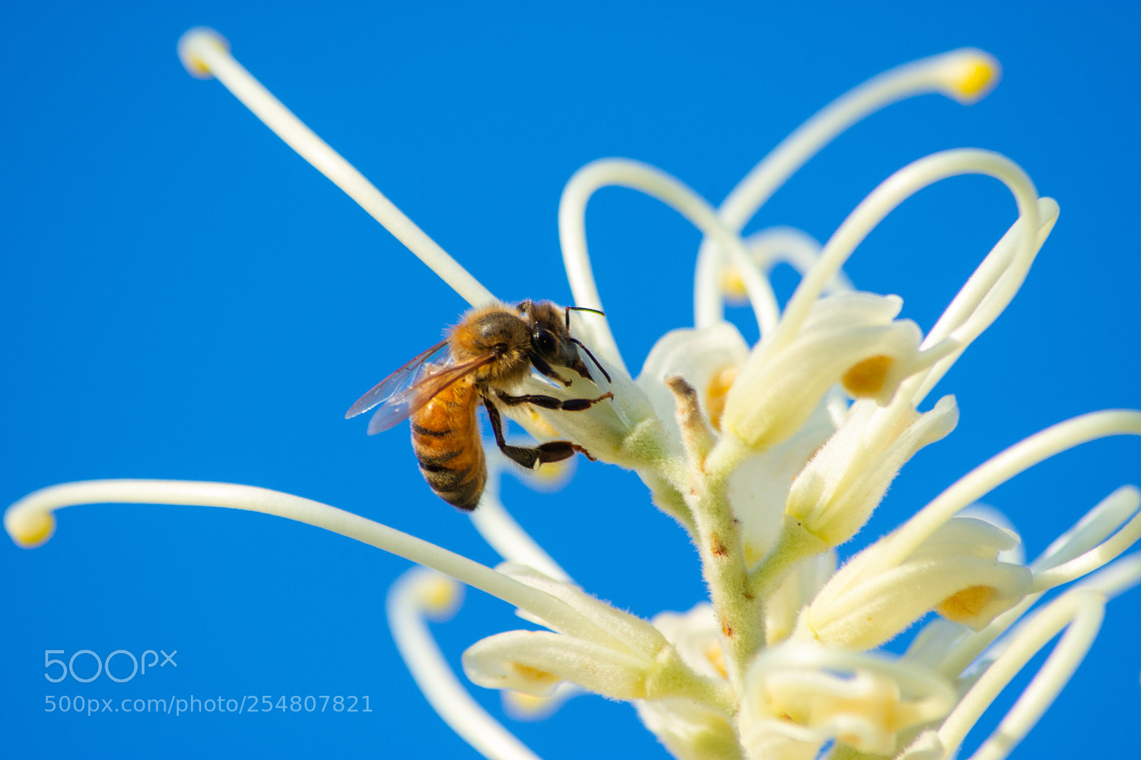 Nikon D7200 sample photo. Bee photography