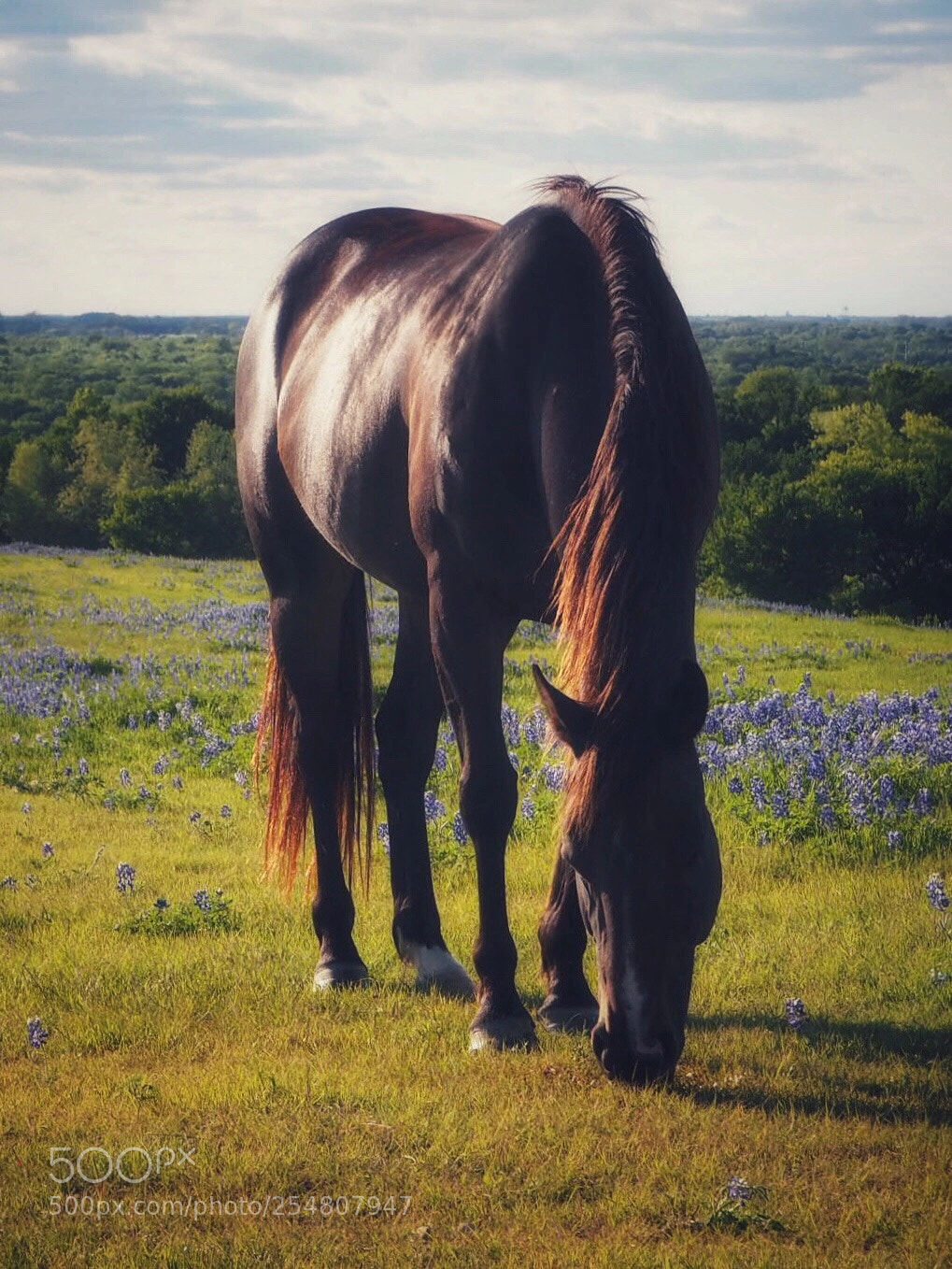 Olympus OM-D E-M10 sample photo. Texas photography