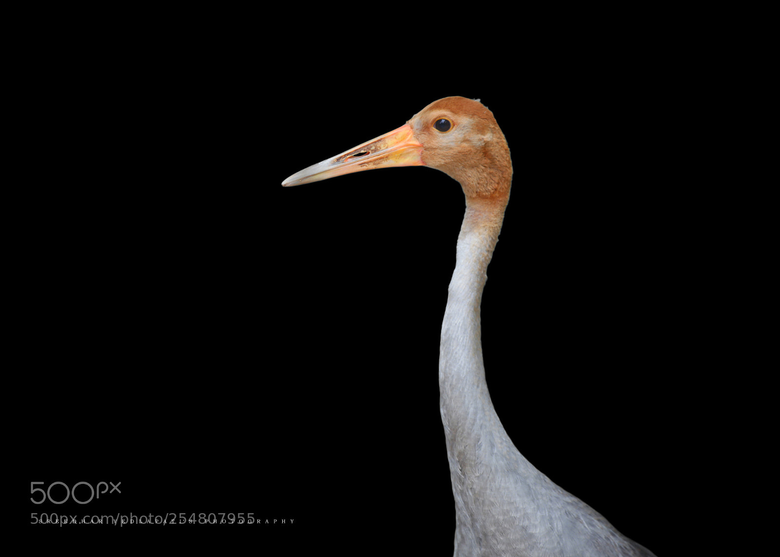 Canon EOS 5D Mark II sample photo. Sandhill crane photography