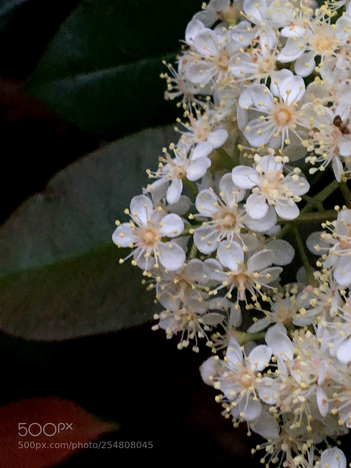 Apple iPhone 6s sample photo. White flowers photography