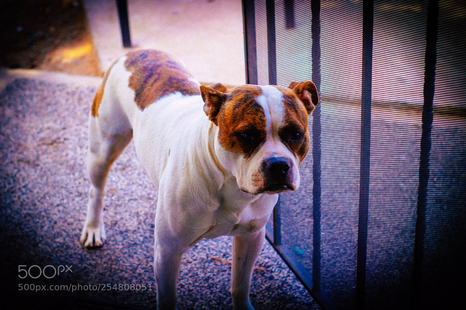 Canon EOS 1200D (EOS Rebel T5 / EOS Kiss X70 / EOS Hi) sample photo. Bubba photography
