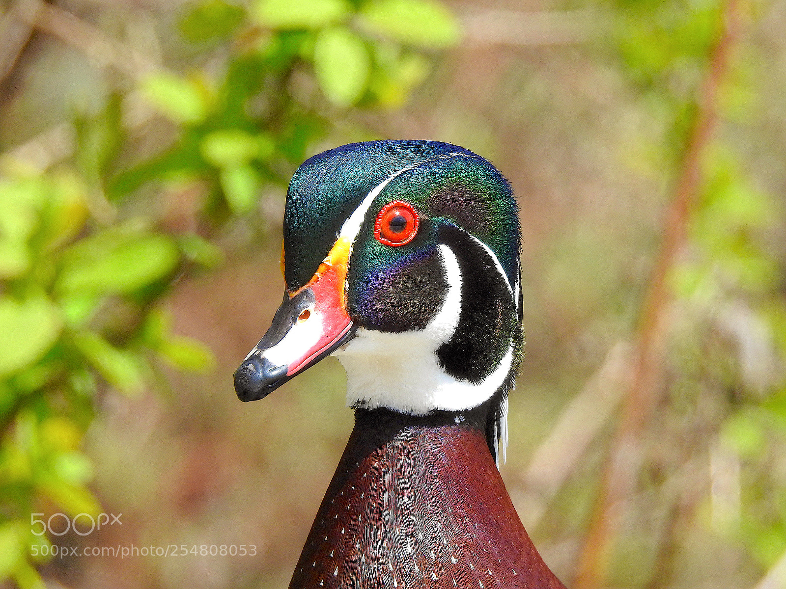 Nikon Coolpix P900 sample photo. Wood duck photography