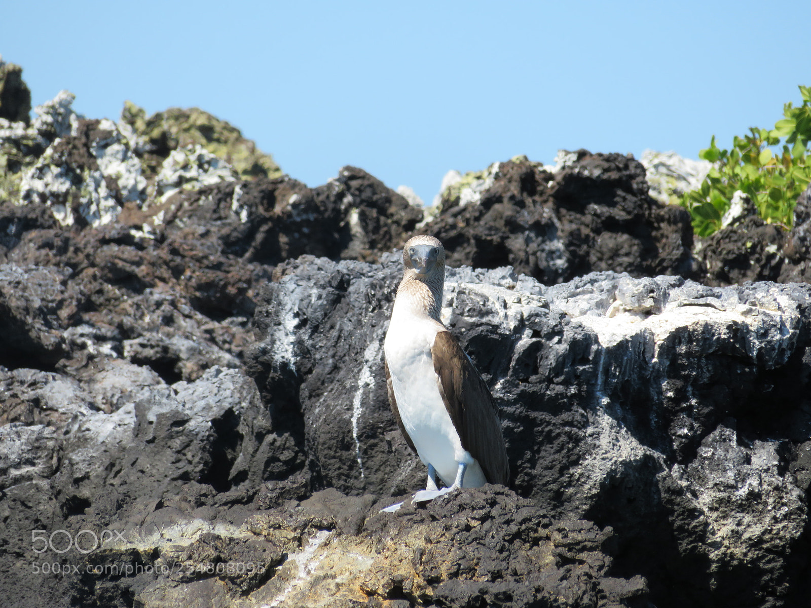 Canon PowerShot SX720 HS sample photo. Img photography