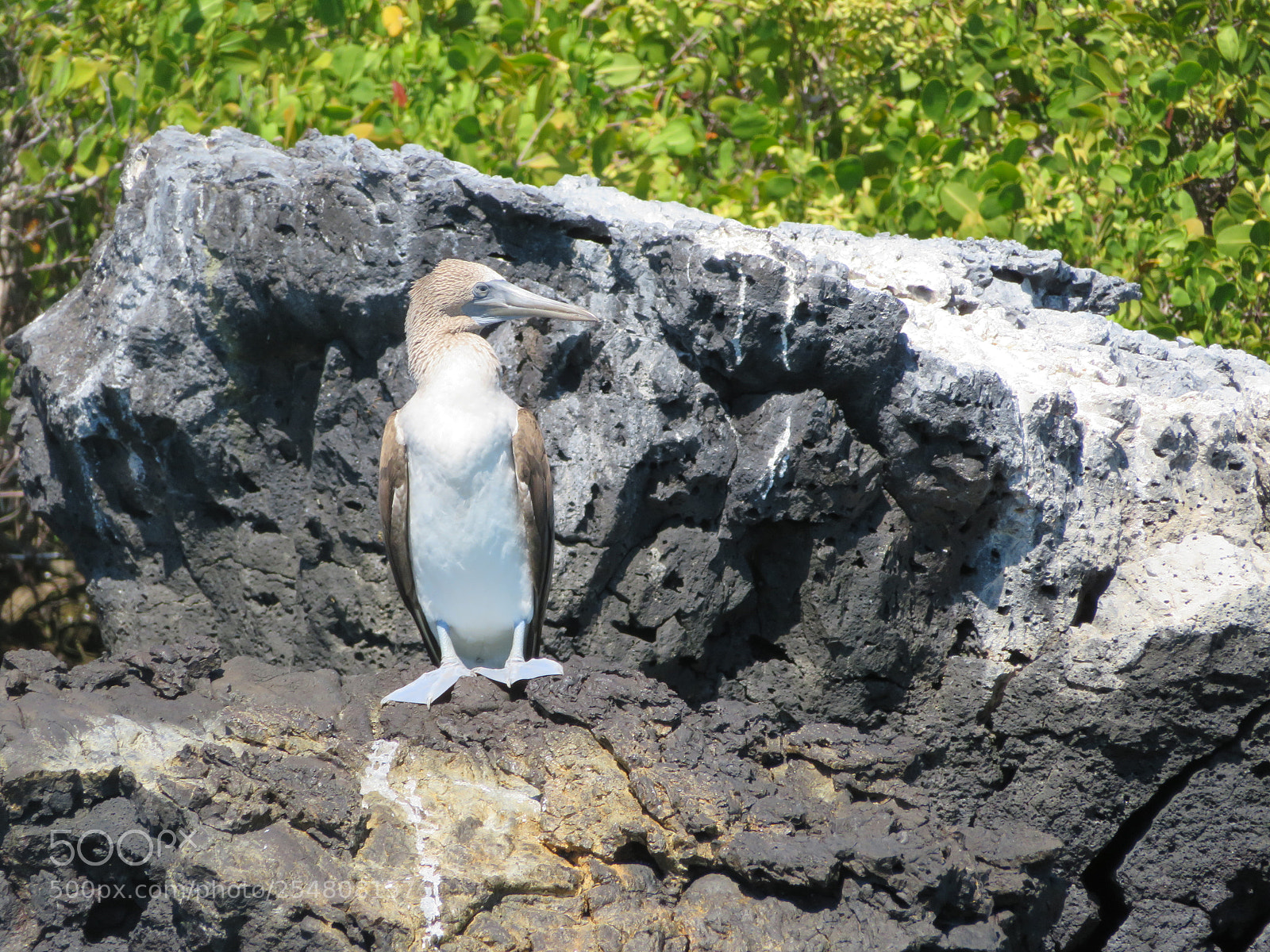 Canon PowerShot SX720 HS sample photo. Img photography