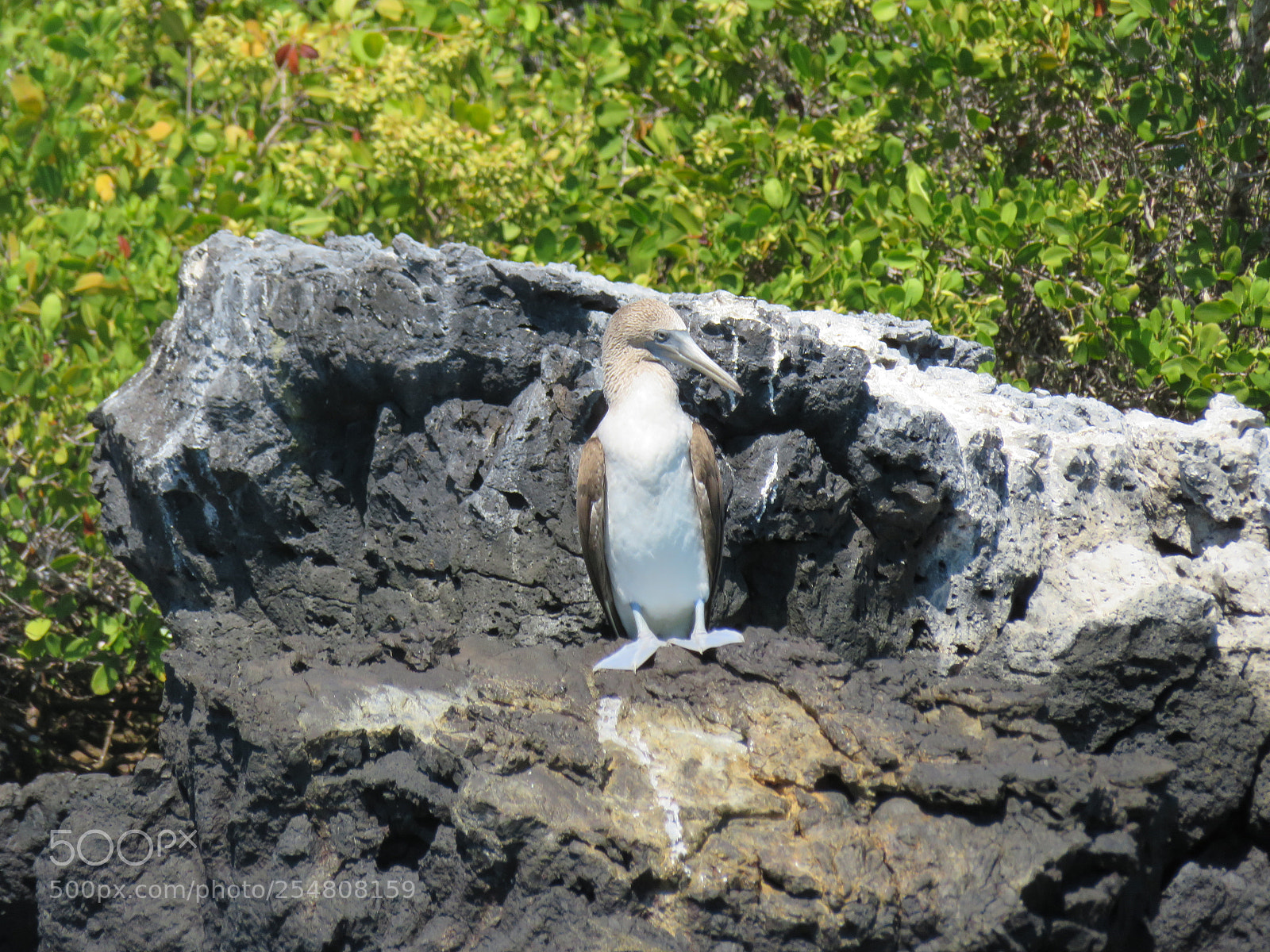 Canon PowerShot SX720 HS sample photo. Img photography