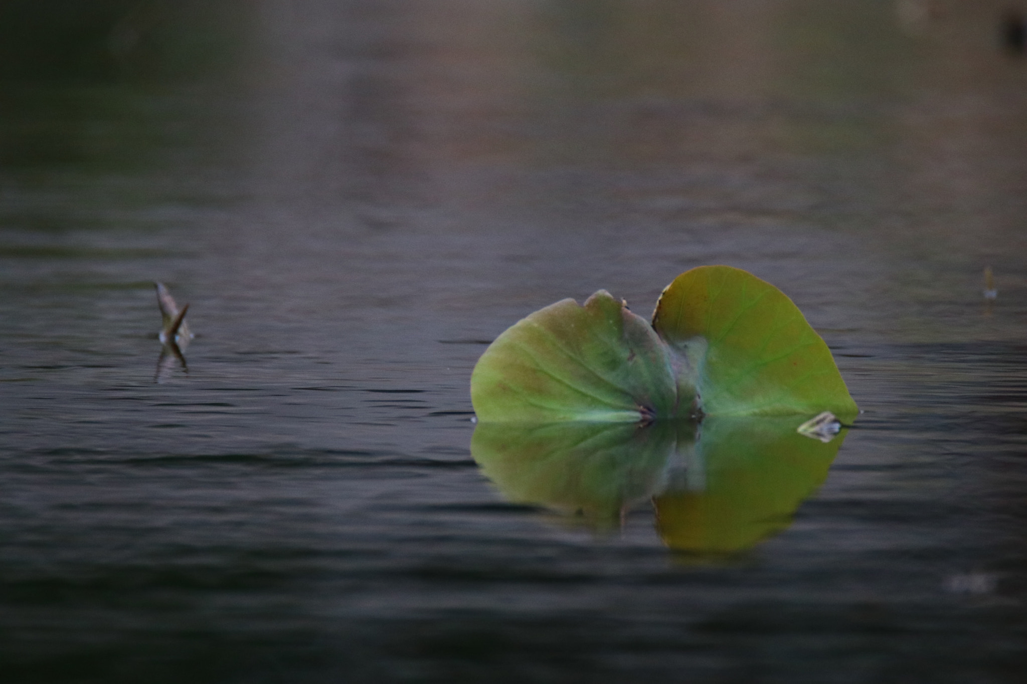 Canon EOS 80D sample photo. 出水之荷叶the lotus leaf of the water photography