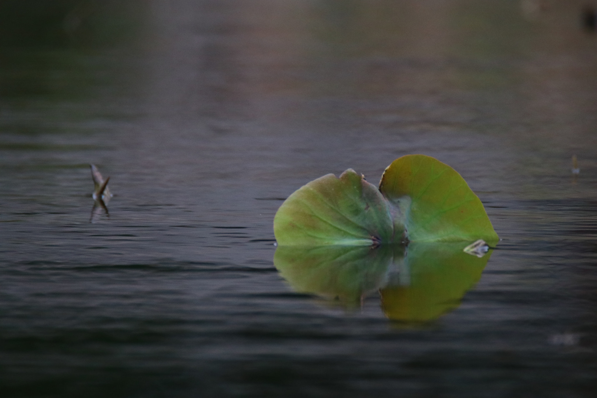 Tamron SP 150-600mm F5-6.3 Di VC USD sample photo. 出水之荷叶the lotus leaf of the water photography