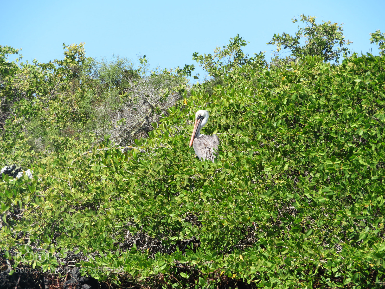 Canon PowerShot SX720 HS sample photo. Img photography