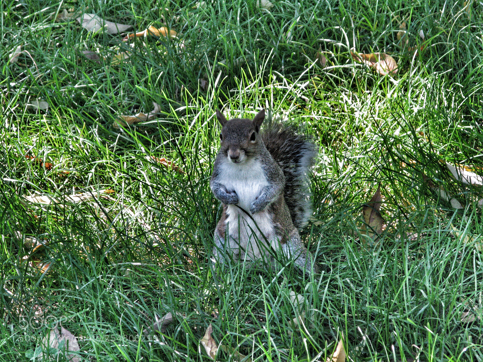Canon POWERSHOT G9 sample photo. Posing squirrel  photography