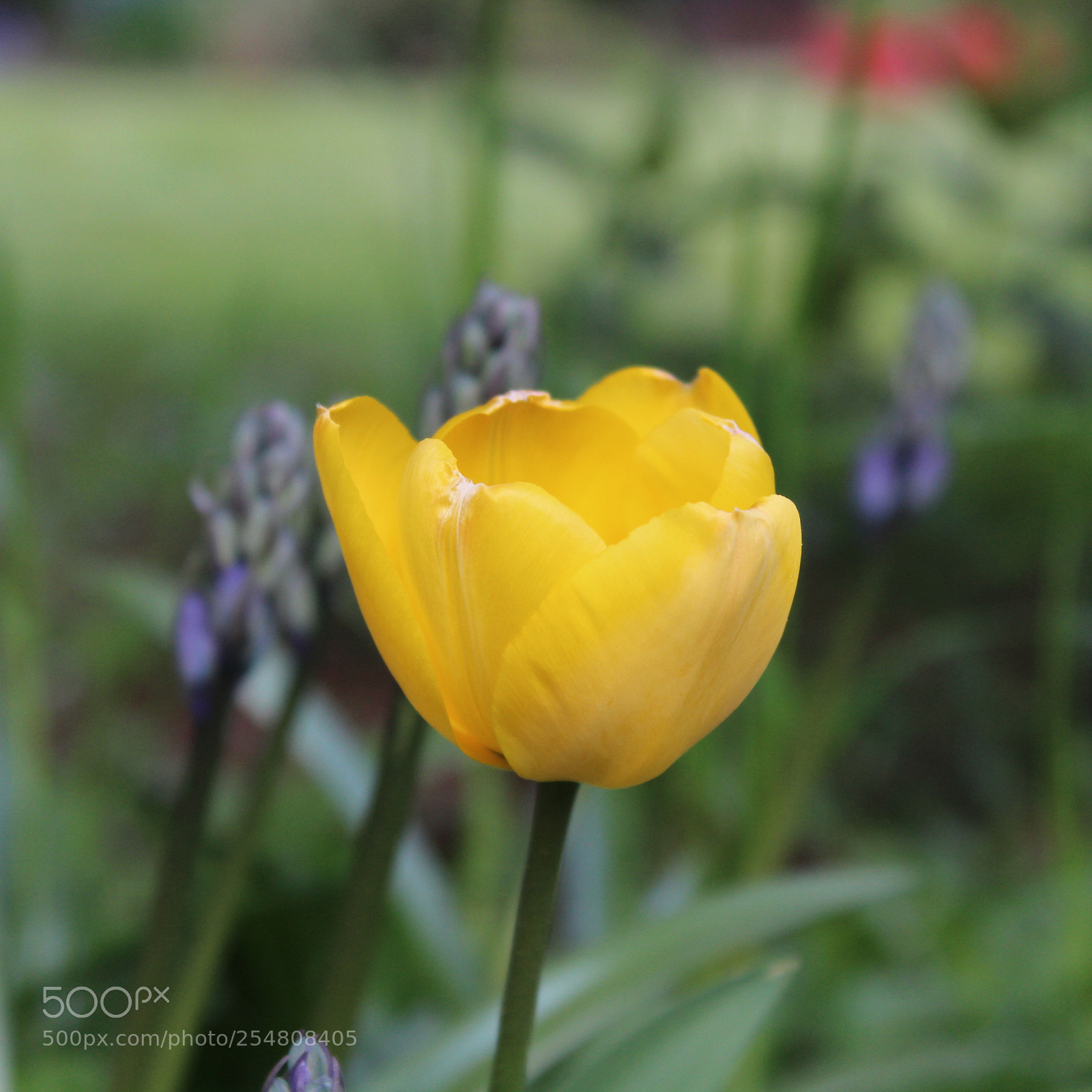 Canon EOS 1300D (EOS Rebel T6 / EOS Kiss X80) sample photo. Yellow nature photography