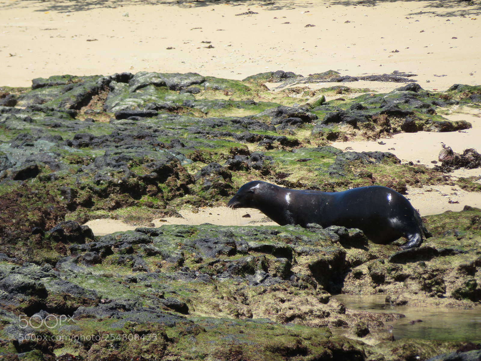 Canon PowerShot SX720 HS sample photo. Img photography