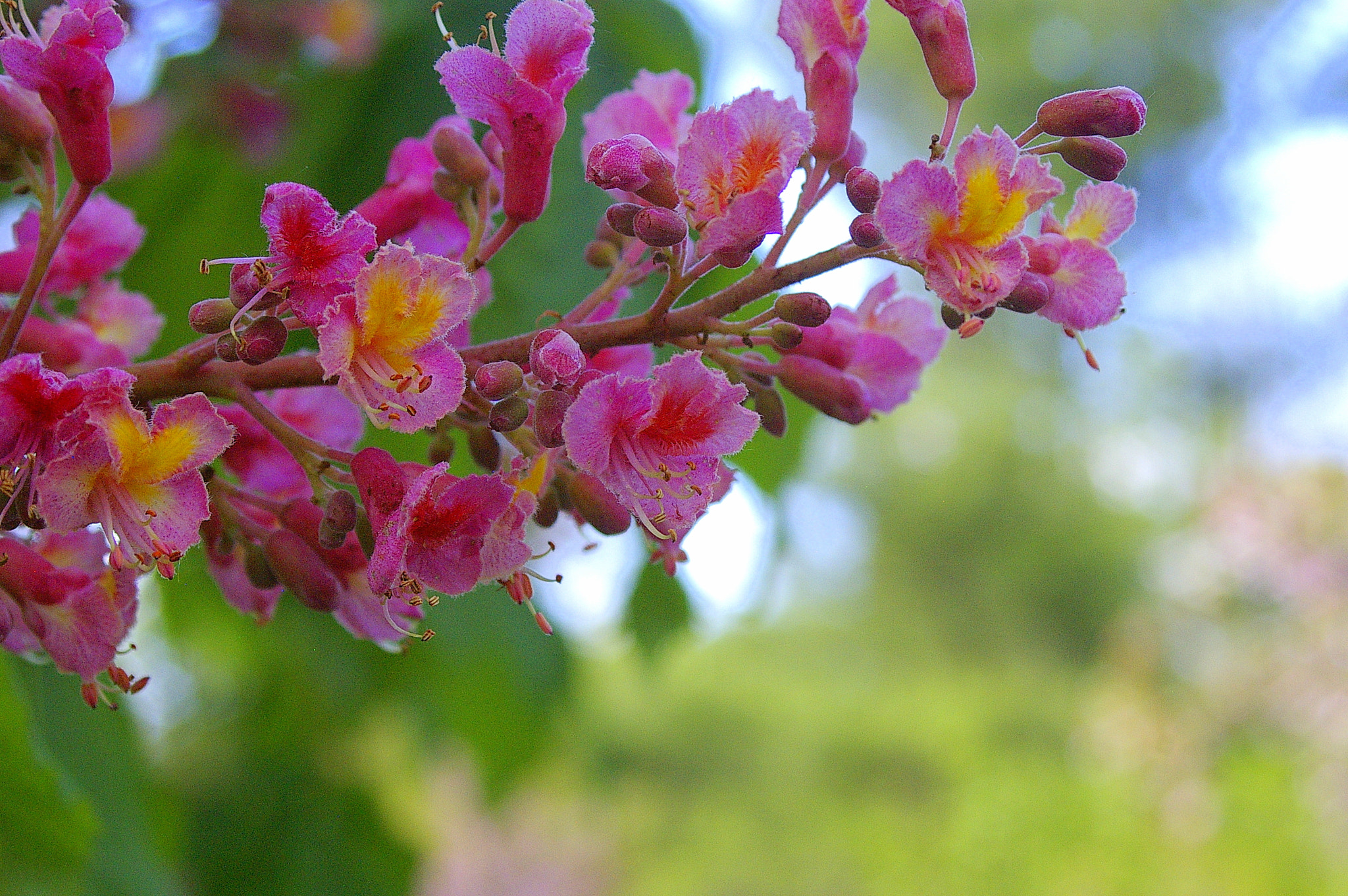 smc PENTAX-FA 28-80mm F3.5-5.6 sample photo. Igp photography