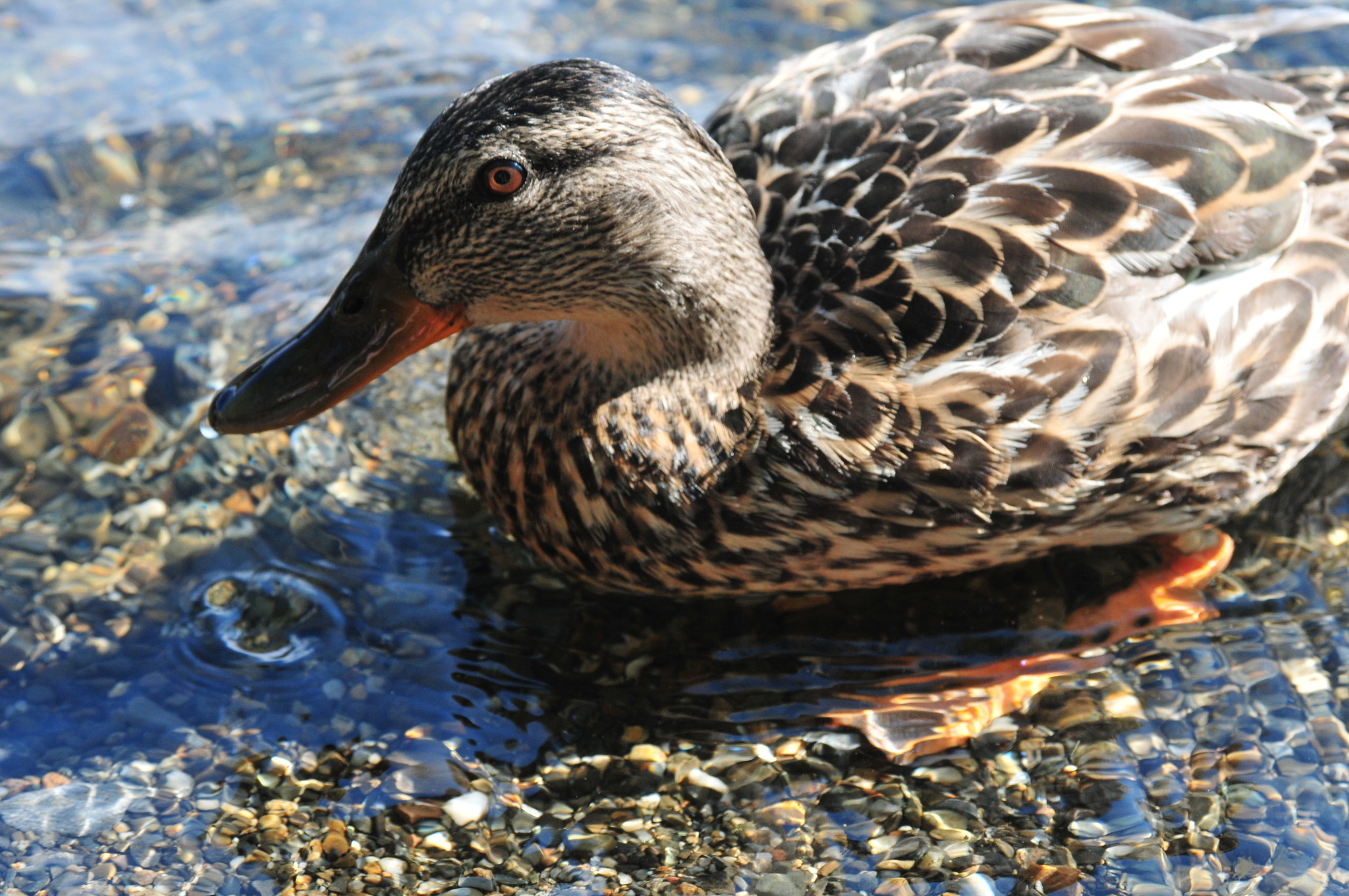 AF Zoom-Nikkor 28-105mm f/3.5-4.5D IF sample photo. () photography