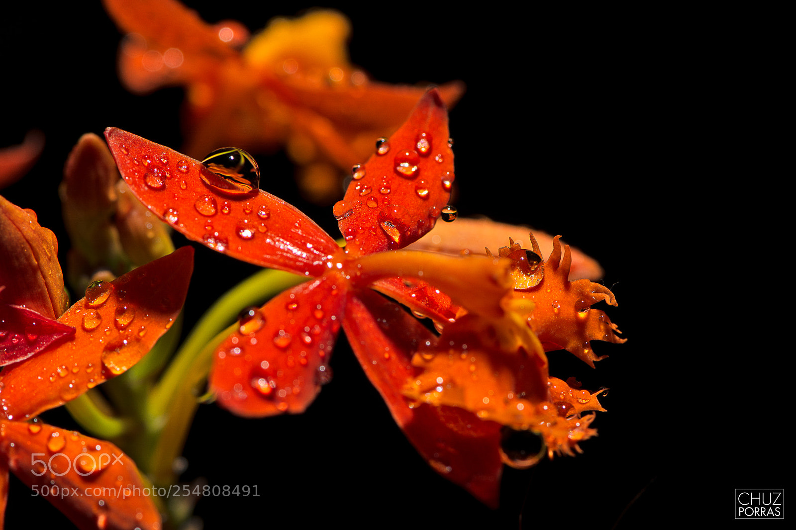 Nikon D7100 sample photo. Droplets photography