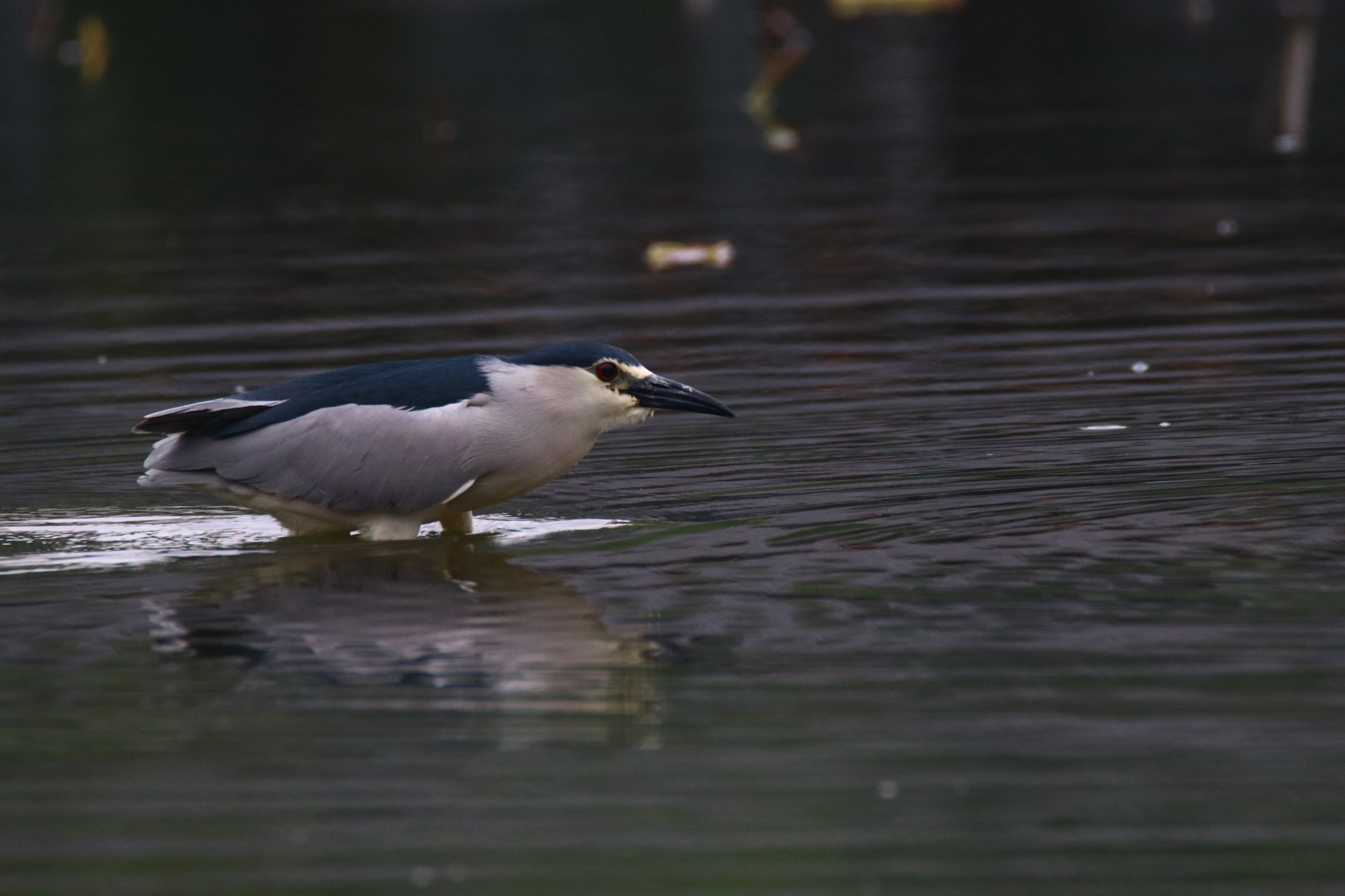 Tamron SP 150-600mm F5-6.3 Di VC USD sample photo. 伺机而动take the opportunity to move photography