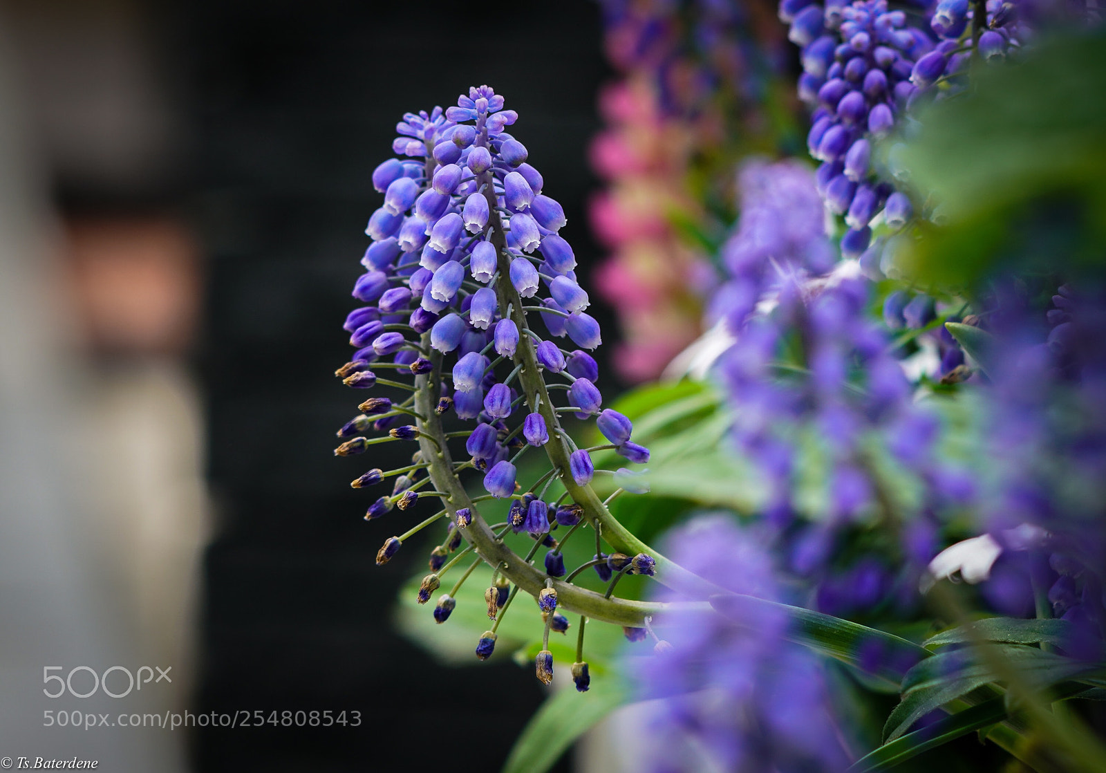 Sony a7R III sample photo. Untitled photography