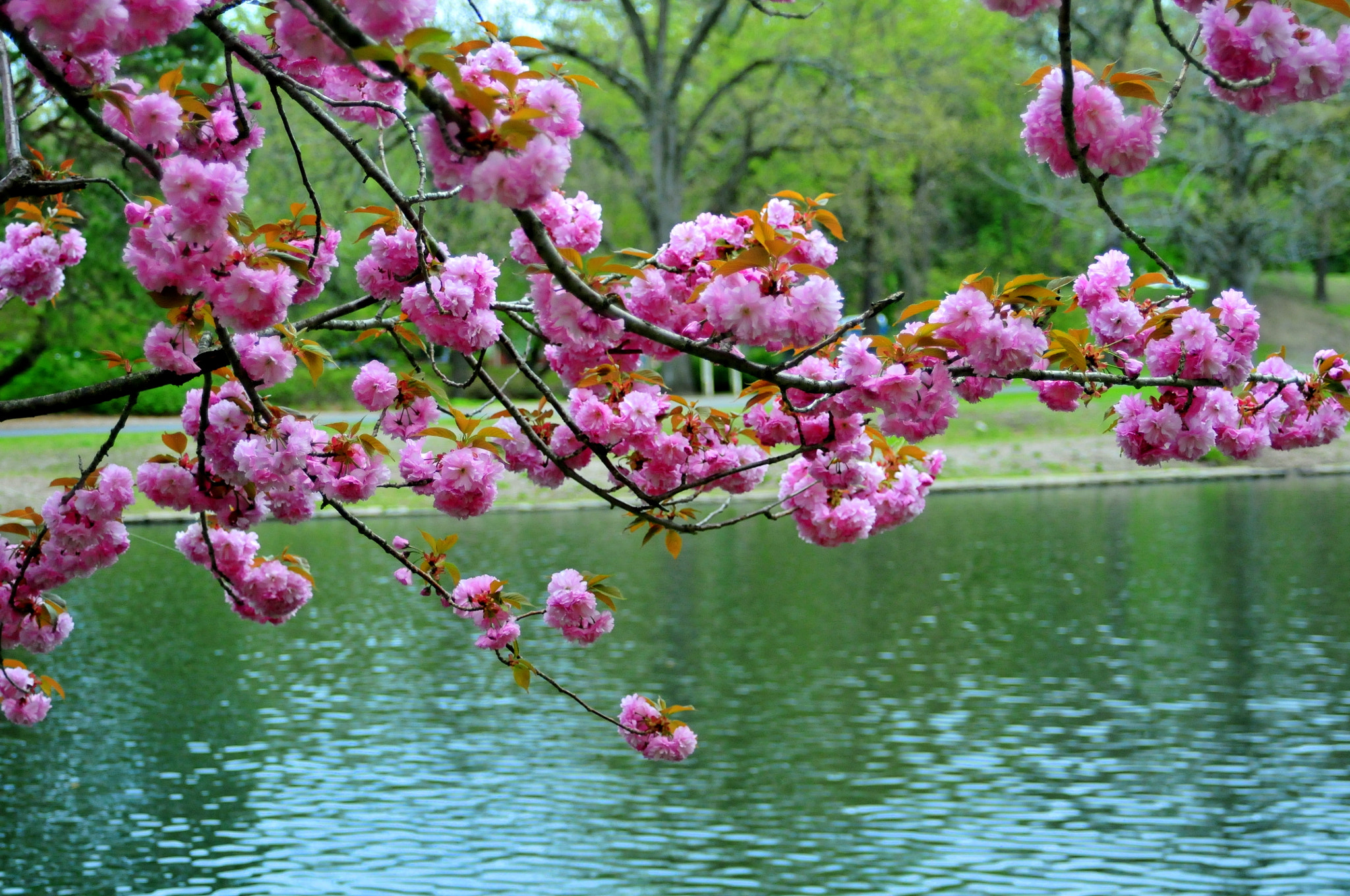 AF Zoom-Nikkor 28-105mm f/3.5-4.5D IF sample photo. Dsc photography