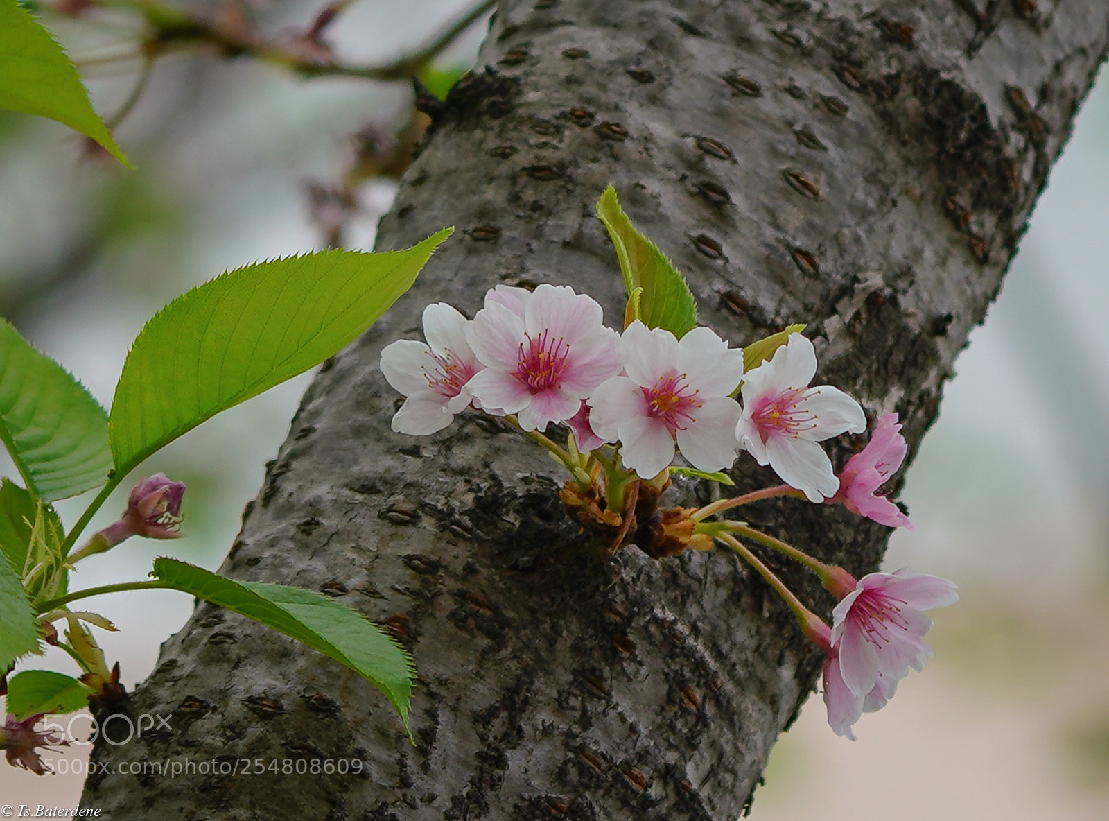 Sony a7R III sample photo. Untitled photography