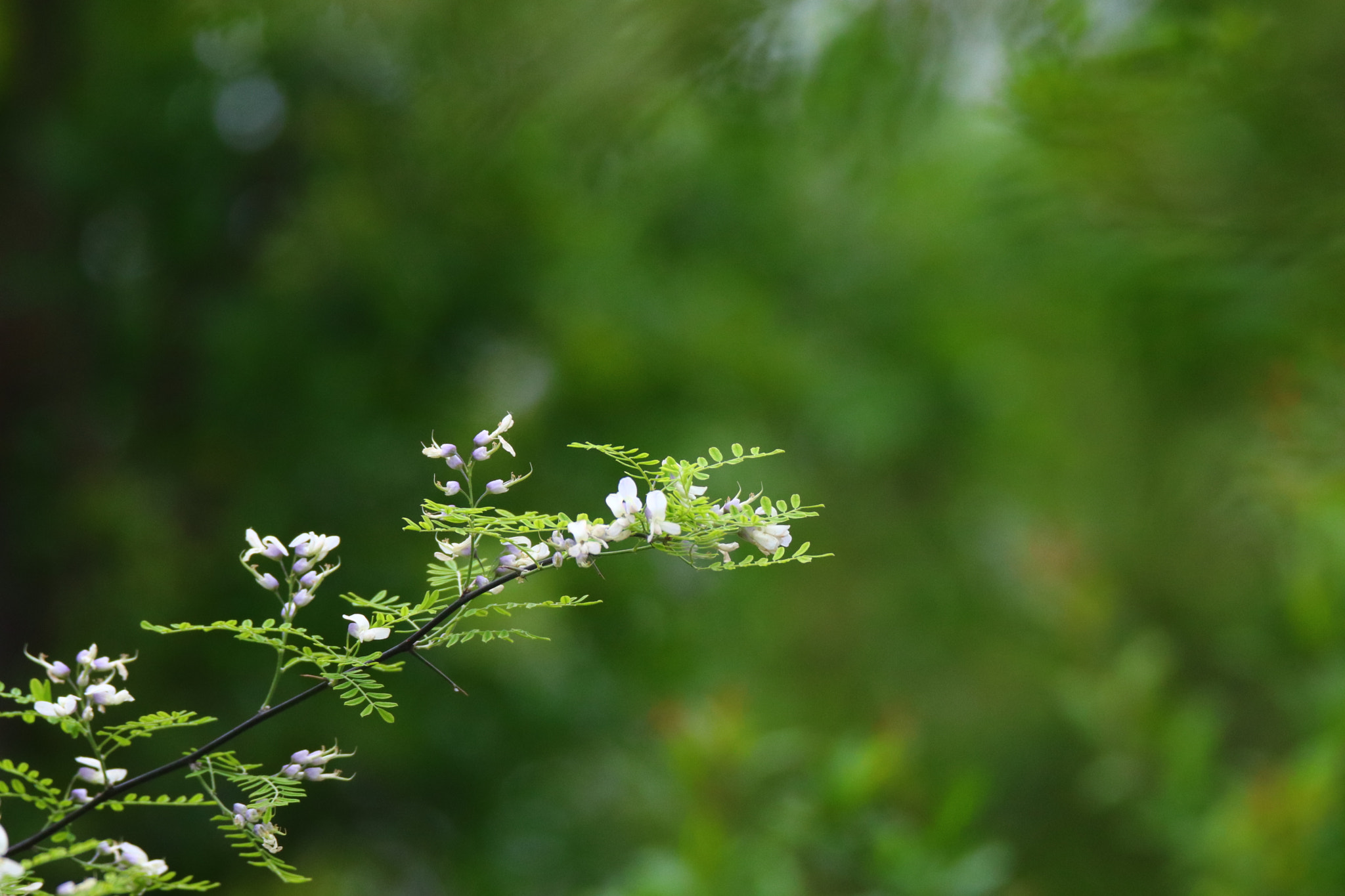 Tamron SP 150-600mm F5-6.3 Di VC USD sample photo. 春色spring scenery photography