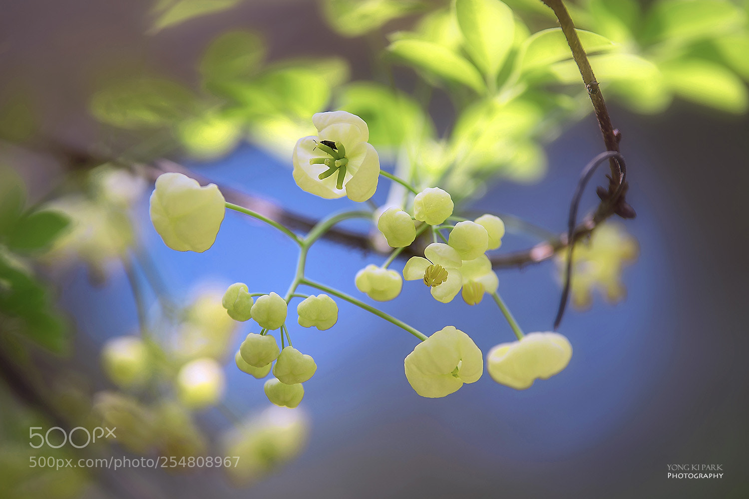 Pentax K-1 sample photo. Feeling and healing-3 lights photography