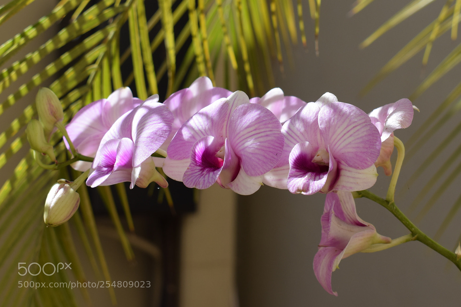 Nikon D3300 sample photo. Denphal orchid photography