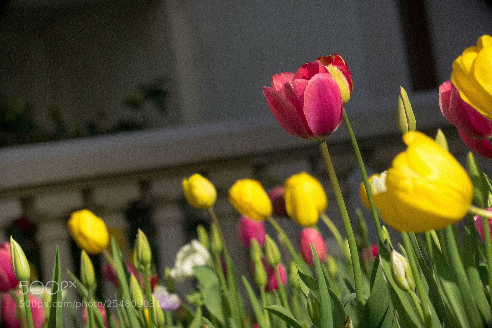 Sony a6000 sample photo. Flowers on the hill photography